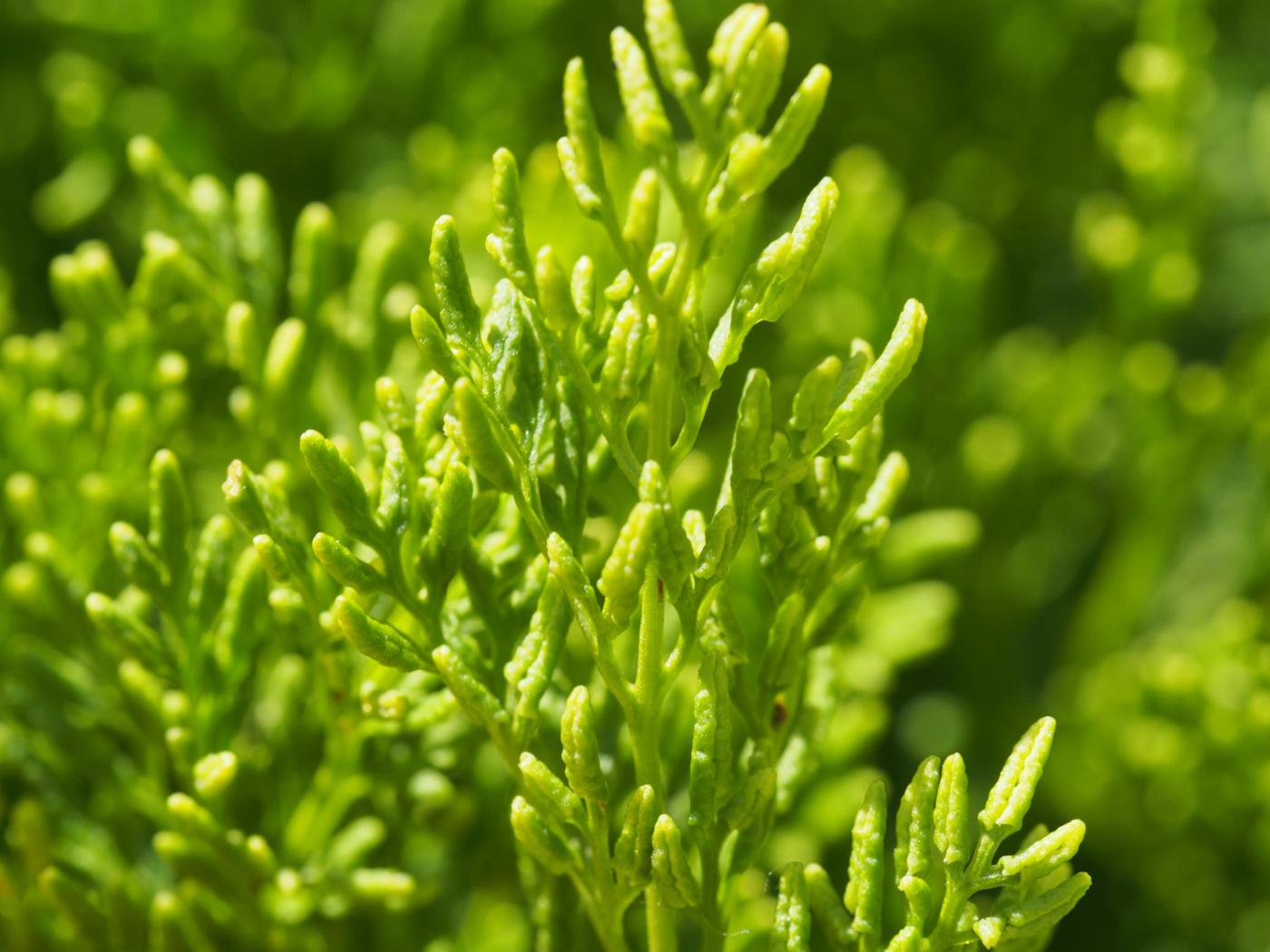 Fern, Parsley flower